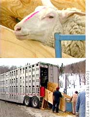 sheep